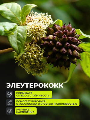 1WIN / Янтарная кислота, 120 капсул